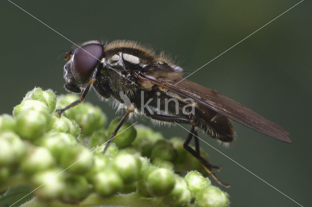 Ongeschoren gitje (Cheilosia barbata)