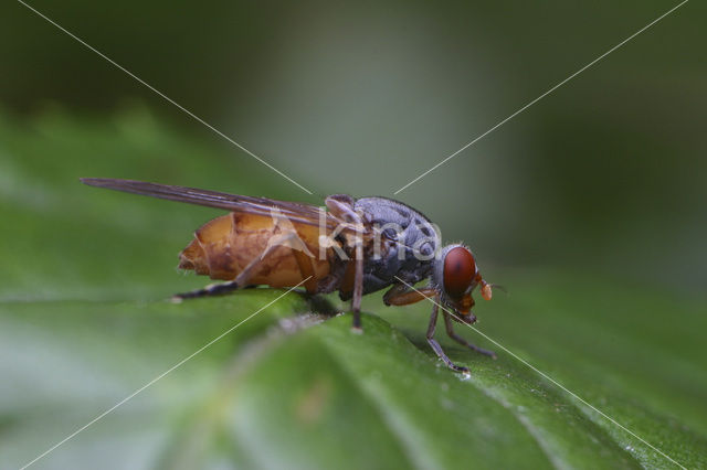 Oostelijke Sapzwever (Brachyopa pilosa)