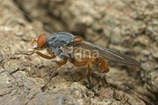 Oostelijke Sapzwever (Brachyopa pilosa)