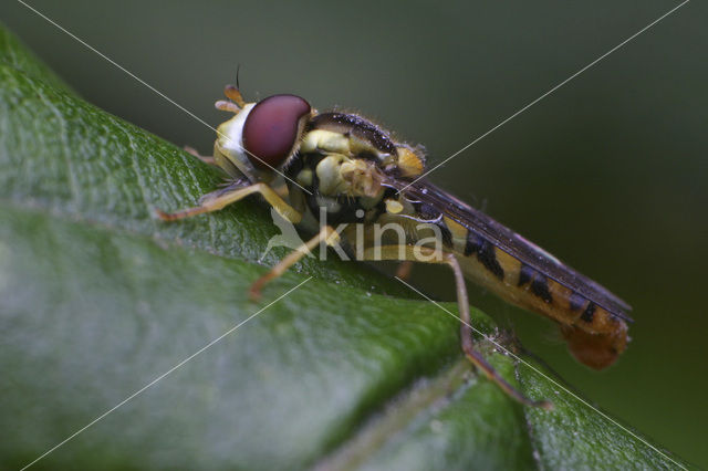 Oosterse langlijf (Sphaerophoria chongjini)