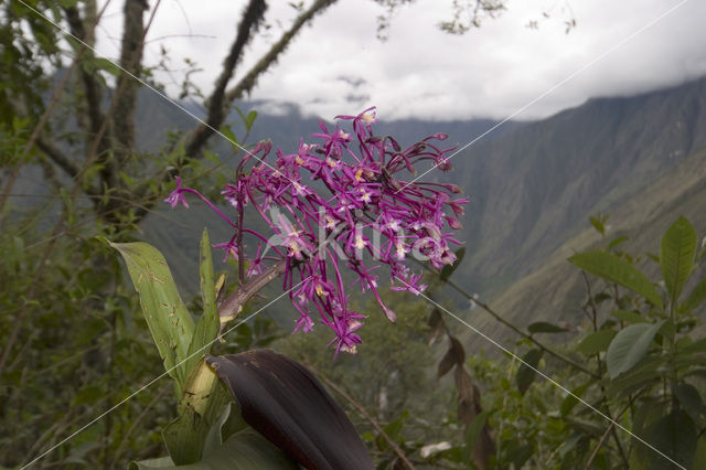 Orchidee (Epidendrum sp.)