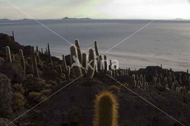 Organ Pipe Cactus (Stenocereus thurberi)