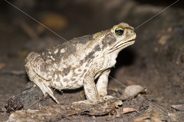 Pad (Bufo sp.)