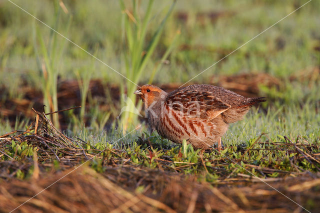 Patrijs (Perdix perdix)