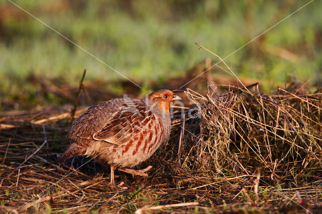 Patrijs (Perdix perdix)