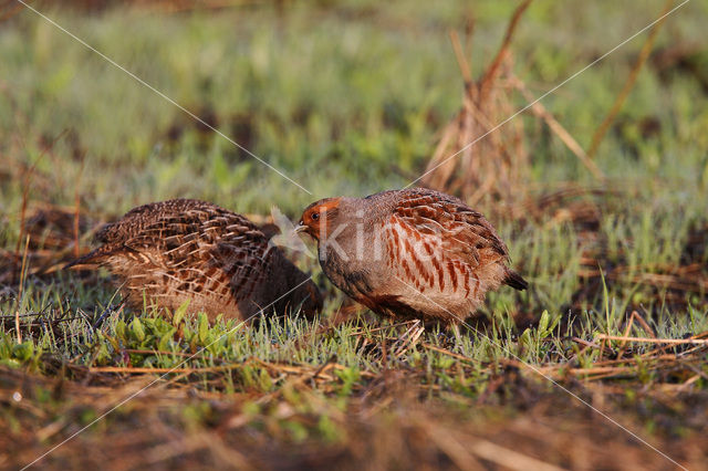 Patrijs (Perdix perdix)