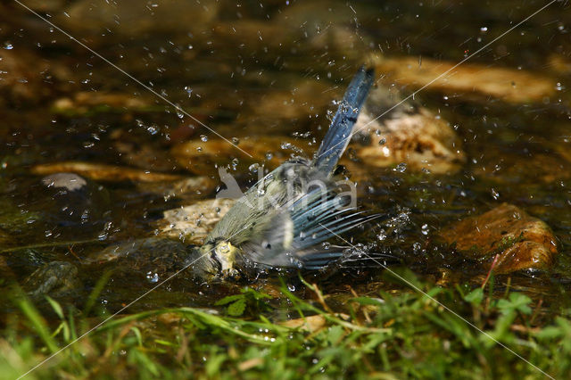 Pimpelmees (Parus caeruleus)