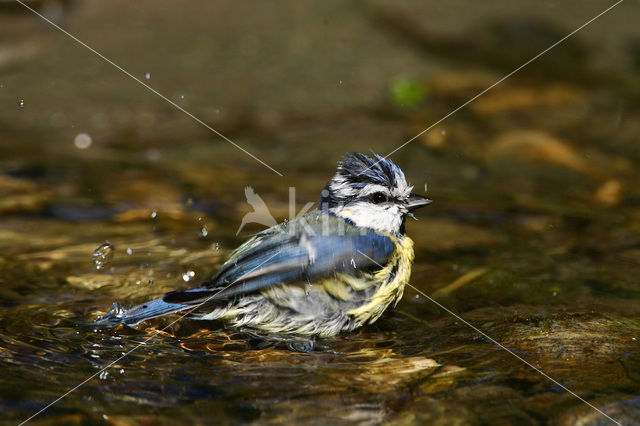 Pimpelmees (Parus caeruleus)