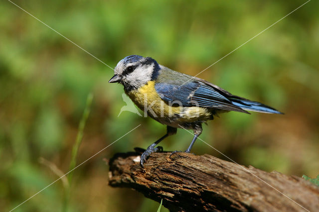 Pimpelmees (Parus caeruleus)