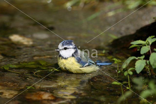 Pimpelmees (Parus caeruleus)