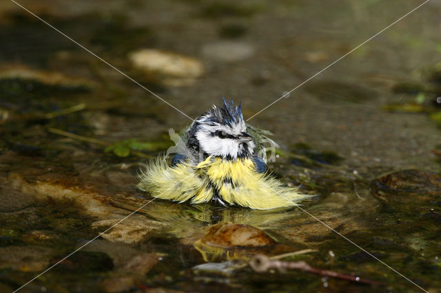 Pimpelmees (Parus caeruleus)