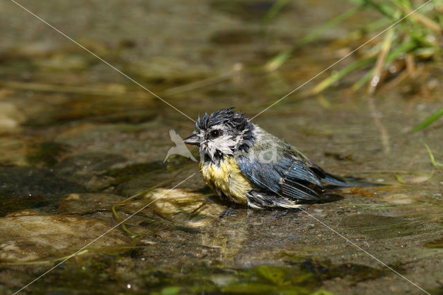 Pimpelmees (Parus caeruleus)