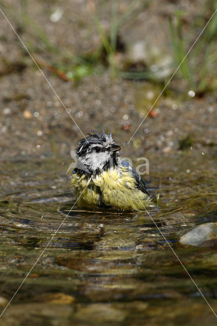 Pimpelmees (Parus caeruleus)