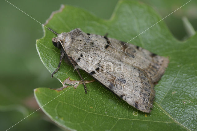 Plain Clay (Eugnorisma depuncta)