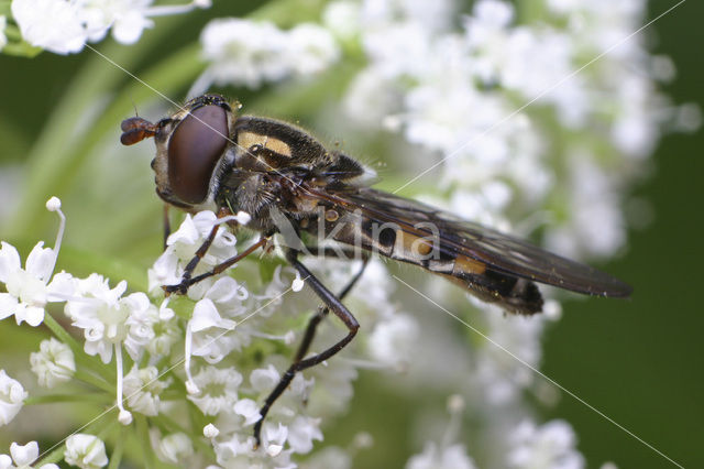 Platte Zwever (Xanthandrus comtus)