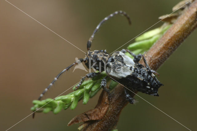 Pogonocherus hispidus