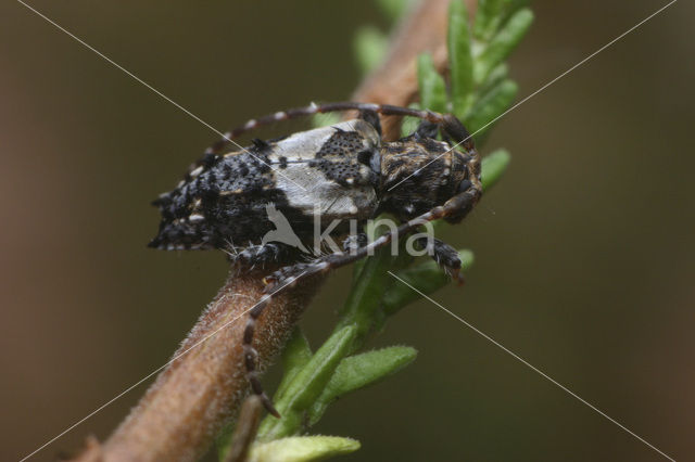 Pogonocherus hispidus