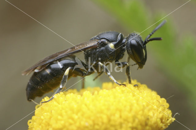 Poldermaskerbij (Hylaeus confusus)