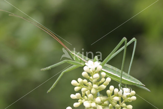 Predatory Bush Cricket (Saga pedo)