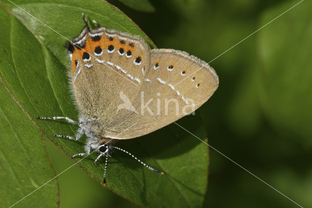 Pruimenpage (Satyrium pruni)