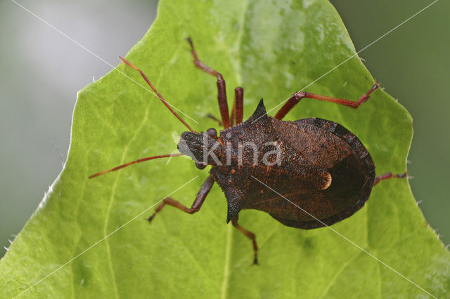 Spined stink bug (Picromerus bidens)