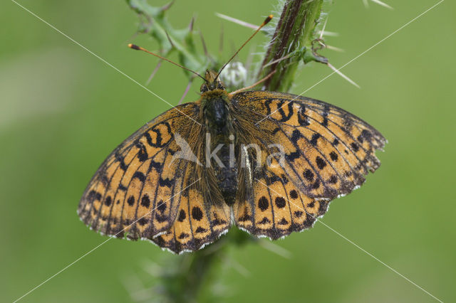 Lesser Marbled Fritillary (Brenthis ino)