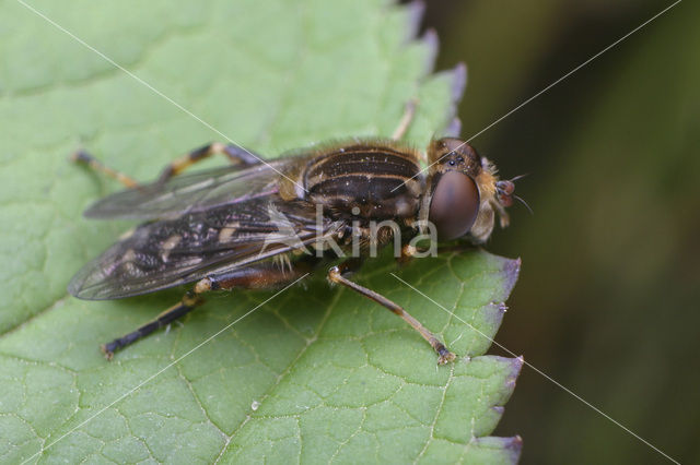 Rechte waterzwever (Anasimyia transfuga)