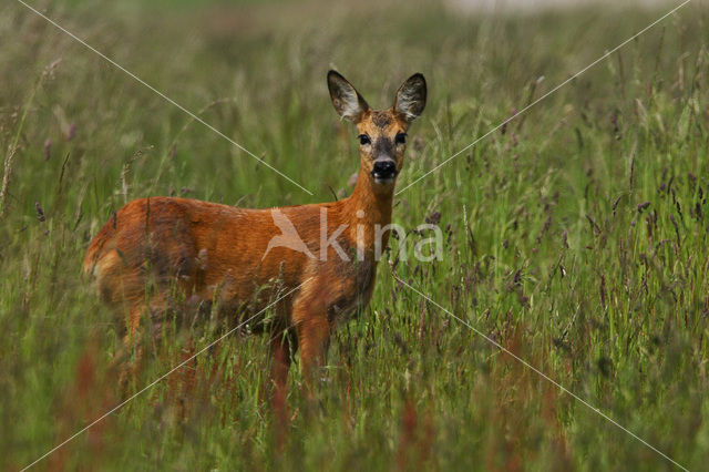 Ree (Capreolus capreolus)