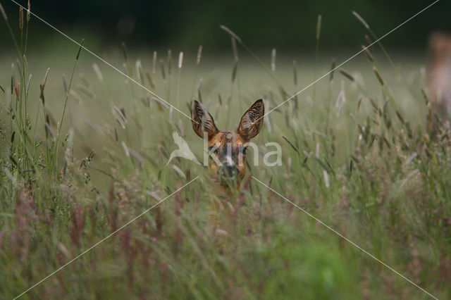 Ree (Capreolus capreolus)