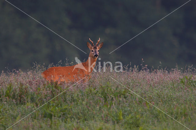 Ree (Capreolus capreolus)