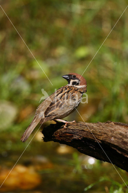 Ringmus (Passer montanus)