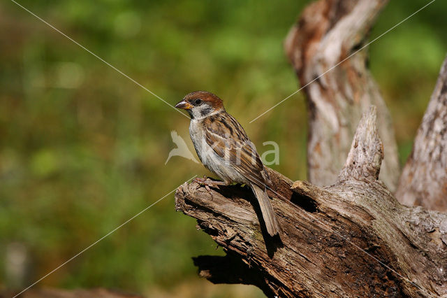 Ringmus (Passer montanus)