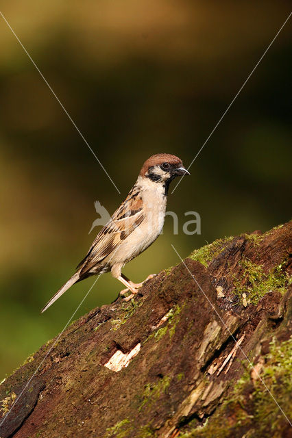 Ringmus (Passer montanus)