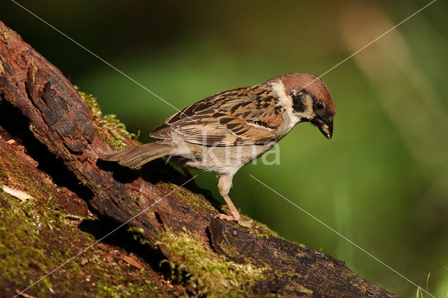 Ringmus (Passer montanus)