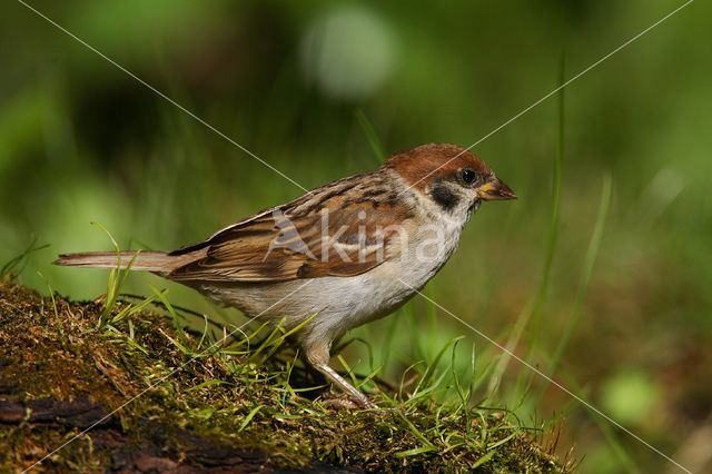 Ringmus (Passer montanus)