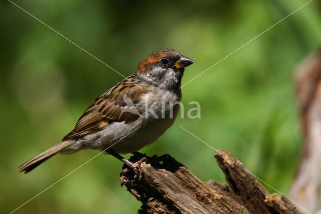 Ringmus (Passer montanus)