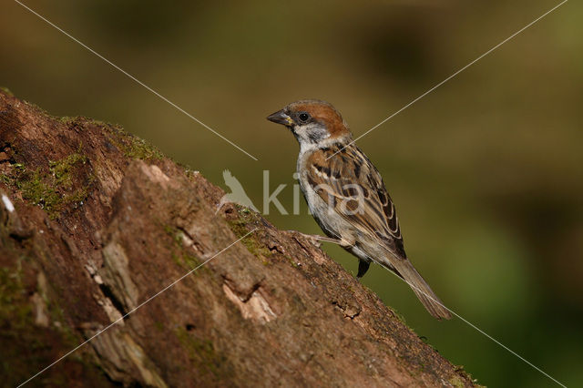 Ringmus (Passer montanus)