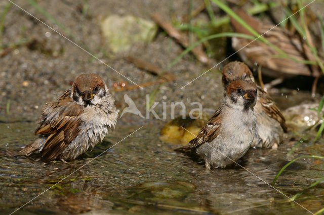 Ringmus (Passer montanus)