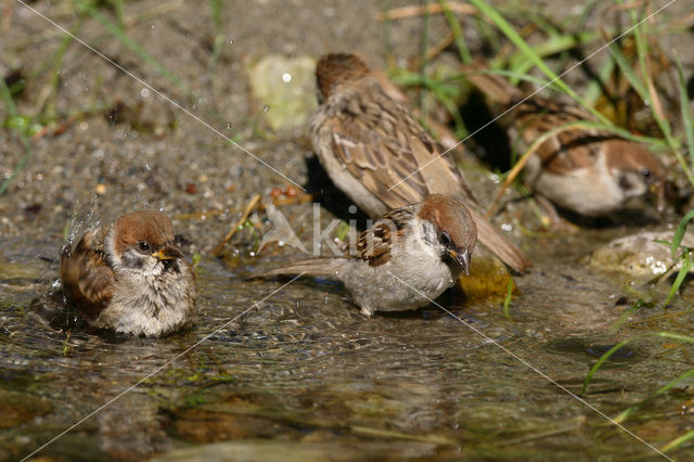 Ringmus (Passer montanus)