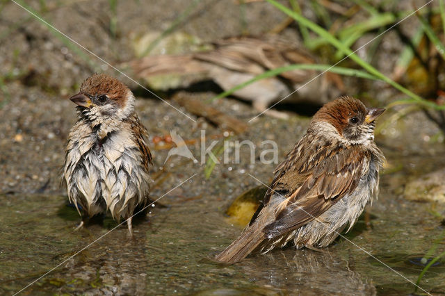 Ringmus (Passer montanus)