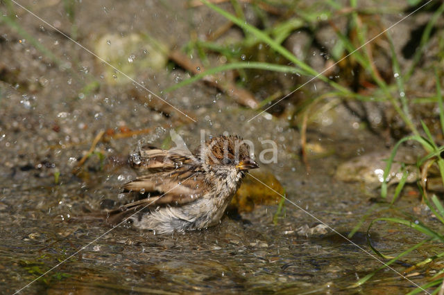 Ringmus (Passer montanus)