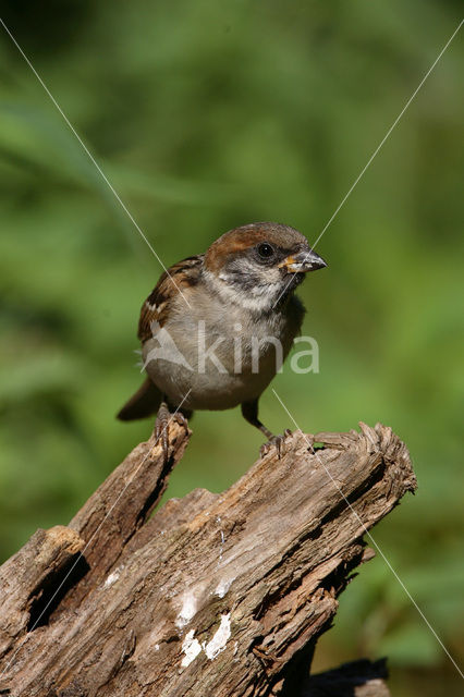 Ringmus (Passer montanus)