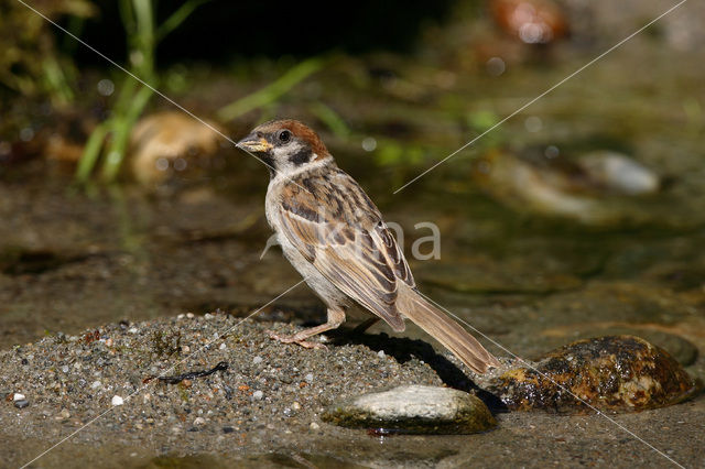 Ringmus (Passer montanus)