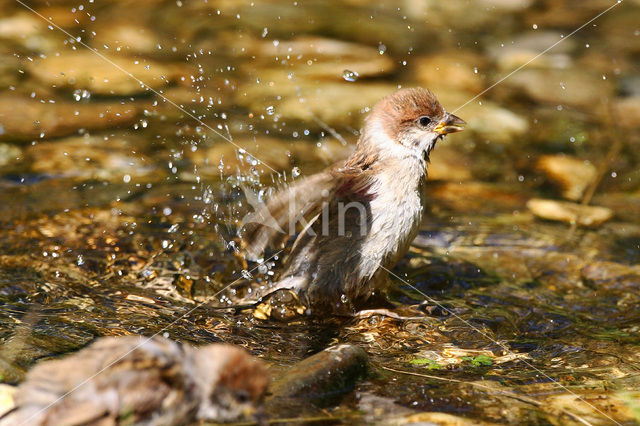 Ringmus (Passer montanus)