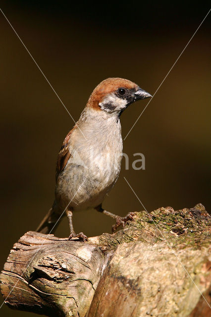 Ringmus (Passer montanus)