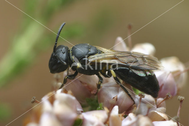 Hylaeus rinki