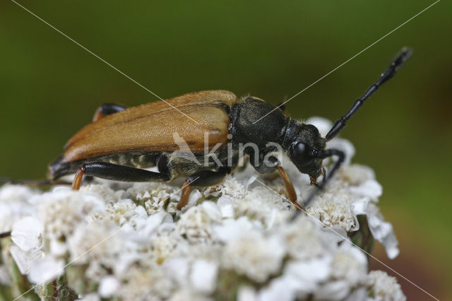 Red Longhorn Beetle (Corymbia rubra)