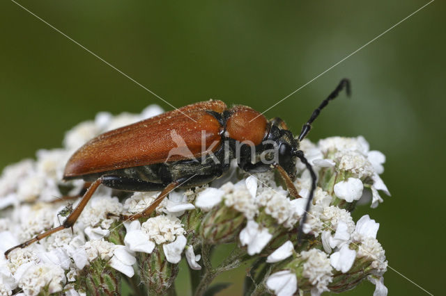 Rode smalbok (Corymbia rubra)