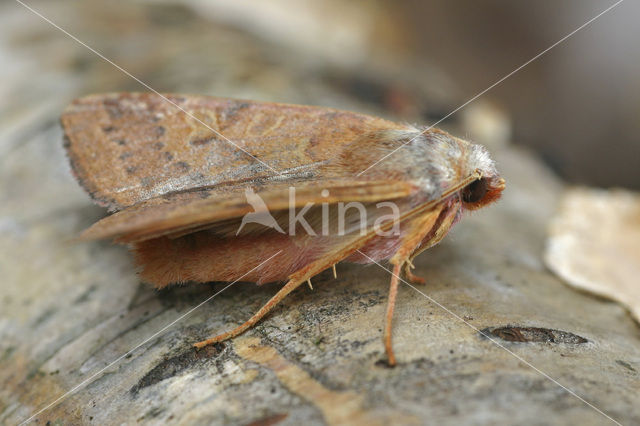 Flounced Chestnut (Agrochola helvola)