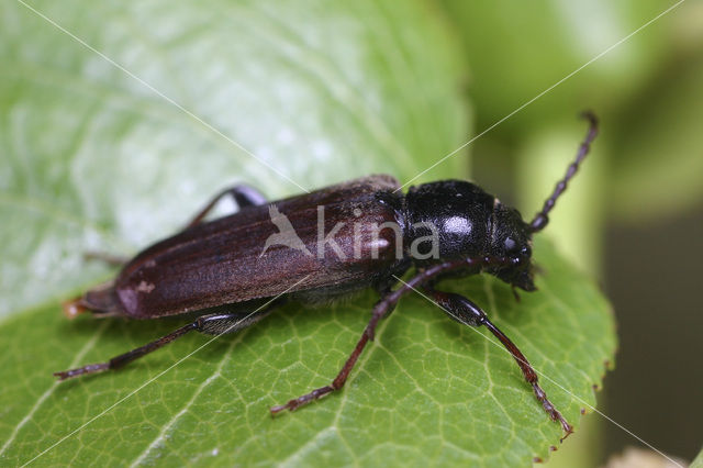 Roodbruine sparrenboktor (Tetropium castaneum)